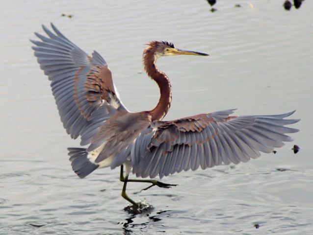 Tricolored Heron